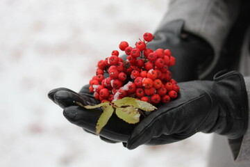 rowan branch in palms