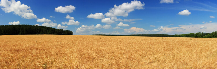 Golden ears of wheat on the field