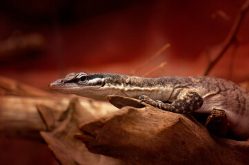 Reptile_4 © Ewa