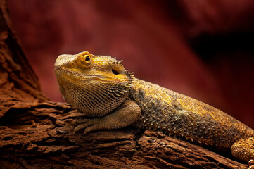 Reptile_2 © Ewa