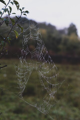 spider web adorned with drops of water in spring season at sunrise