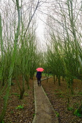 Man with umbrella walking on the wooden footpath in Seaton Wetlands, Devon