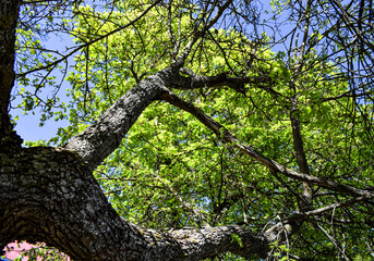 Rama de árbol con hojas verdes.