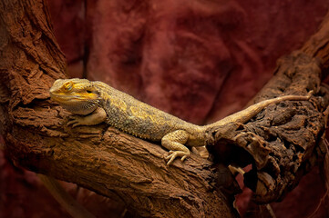 Reptile_1 © Ewa