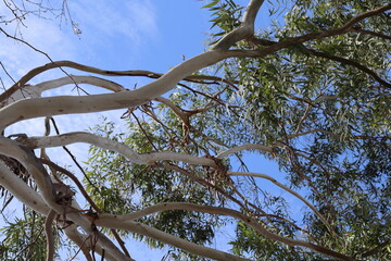 tree in the sky