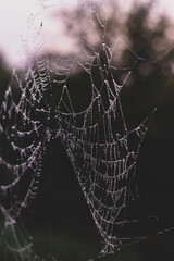 spider web adorned with drops of water in spring season at sunrise
