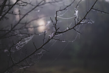 spider web spider web on tree branches adorned with drops of water in spring season at sunrise