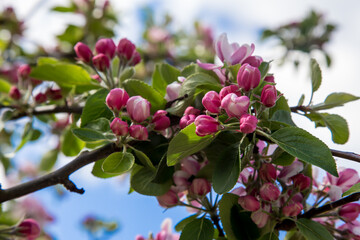 Apple Tree Blossoms Beginning to Open in Spring