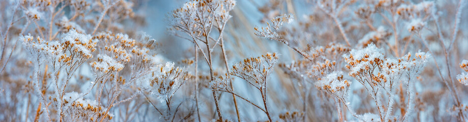frozen plants in winter