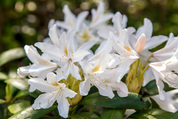  Rhododendron Cunningham's White