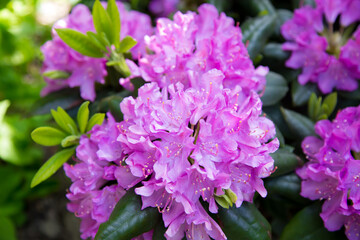 Obraz premium Rhododendron Roseum Elegans