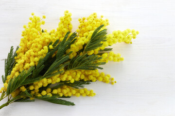 Mimose yellow spring flower brunch on white wooden background.