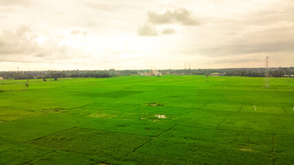 aerial view of rice fields