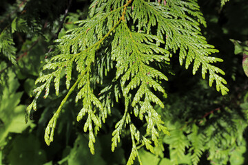 Closeup of a branch on a cedar tree