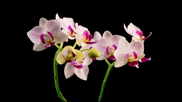Blooming White Orchid Phalaenopsis Flower on Black Background. Time Lapse. Red Lip Orchid. 4K.