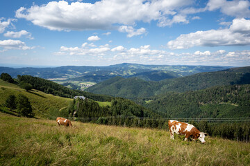 Fototapeta na wymiar Black Forest Cows on the Hinterwaldkopf with beautiful view towards the Dreisamtal