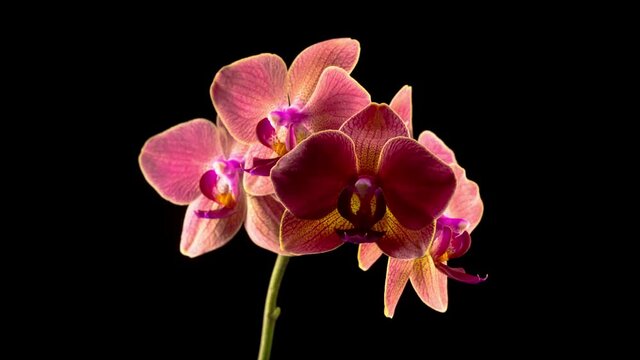 Blooming Red Orchid Phalaenopsis Flower on Black Background. Time Lapse. Maria Theresa Orchid. 4K.
