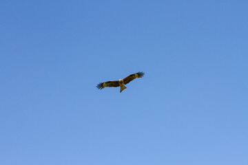 Hawk flying in blue sky and hunting