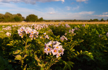 Countryside. In the frame there is a field with flowering potatoes. Soft focus, blurred background.