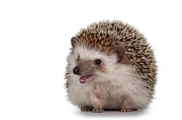 Adult male Four toed Hedgehog aka Atelerix albiventris. Sitting facing front, mouth open. Isolated on a white background. © Nynke