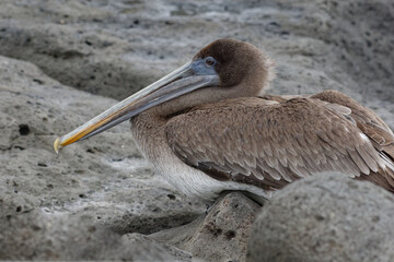 Brown pelican (pelecanus occidentalis) in Galapagos Islands, Ecuador