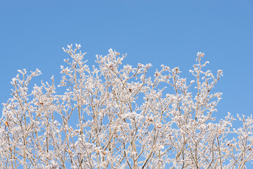 Winter background with a frost-covered maple crown against a bright blue sky and whitish clouds and...