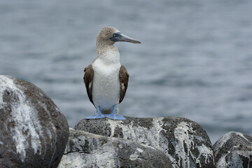 Blue-footed booby (Sula nebouxii) in Galapagos Islands, ECuador