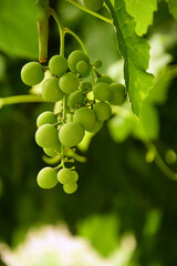 Brush of green grapes ripening on the vine