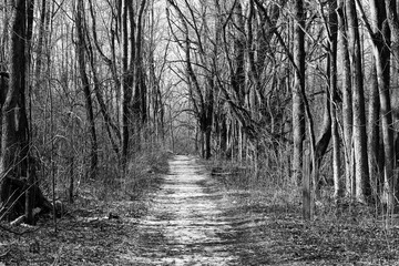 A black and white version of the hiking trail in the forest.