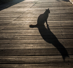 Cat © Marcin