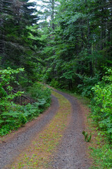 Fototapeta na wymiar An unpaved road curves to the left through a beautiful woodland. Coastal Maine, USA. 