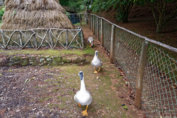 Portugal - Madeira - Queimadas - Wanderrastplatz © Uwalthie Pic Project