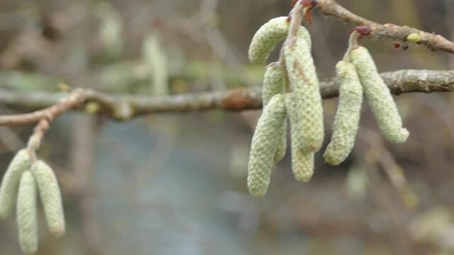 Hazelnut blossom and creek in wintertime