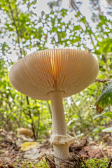 mushrooms in the forest