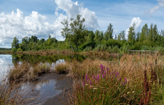 Moor Schwenninger Moos bei Villingen-Schwenningen, Deutschland - Landschaft am Ufer des Sees im Sommer mit lila Blumen