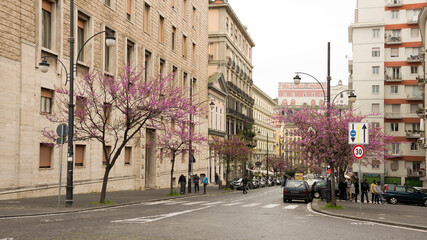 Pedestrians walking on the street with flowering trees
