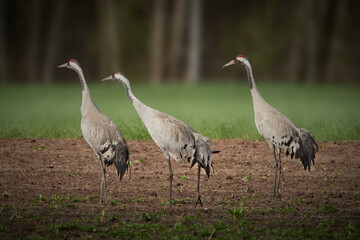 grey crowned crane