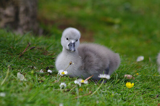 Cute baby cygnet sitting on the grass amongst the daisies.