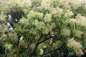 Fototapeta na wymiar A Fraxinus griffithii in bloom tree growing a garden. Evergreen Ash