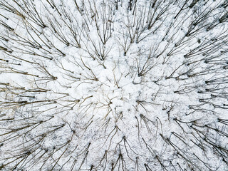 Forest aerial view during winter