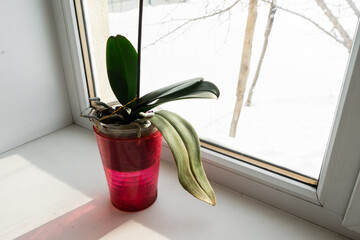 yellow orchid in a pot on a windowsill. Close up view of home blooming orchid flower in winter.