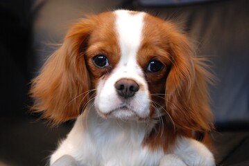 king charles spaniel cavailer