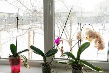 yellow orchid in a pot on a windowsill. Close up view of home blooming orchid flower in winter.