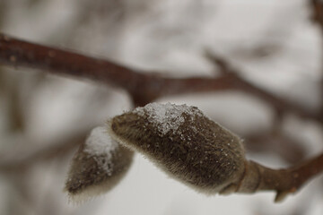 beans on a tree