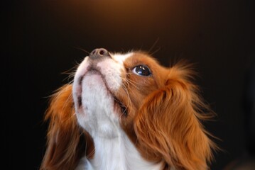 pies, zwierzak, psinka, bystra, biała, spaniel, portret, domowy, drobny, młoda, atelier, rodowód, psinka, pies, spaniel, charles, king, cavalier, blenheim, white, szczeniak, sweet, puppy, bronze, youn © Pawe