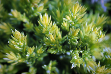 Macro of yellow new growth tips on a Holger Juniper