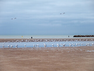 Two persons walking at the beach where many seagulls seek a place to rest