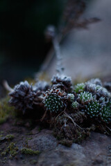 roof root in frost