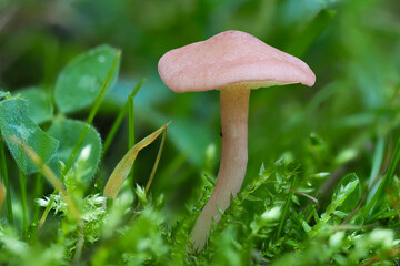 The Calocybe cornea is an inedible mushroom
