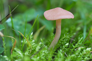The Calocybe cornea is an inedible mushroom